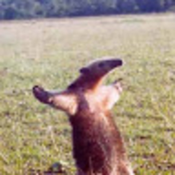 Meet your Posher, Megan - Picture 1 of 1